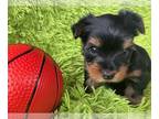 Yorkshire Terrier PUPPY FOR SALE ADN-548171 - Mochas Yorkies