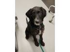 Adopt Thomasin a German Shorthaired Pointer, Mixed Breed