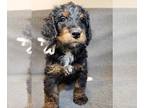 Bernedoodle PUPPY FOR SALE ADN-548532 - F1 Bernedoodle Bernese X Poodle Puppies