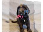 Bernedoodle PUPPY FOR SALE ADN-548533 - F1 Bernedoodle Bernese X Poodle Puppies