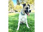 Adopt SUGAR - Friendly affectionate smart young beauty a Boxer