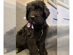 Bernedoodle PUPPY FOR SALE ADN-548535 - F1 Bernedoodle Bernese X Poodle Puppies