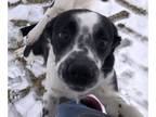 Dalmatian-Mutt Mix DOG FOR ADOPTION ADN-548144 - Sweet sisters