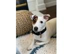Adopt Thor a Jack Russell Terrier