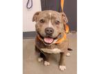 Adopt Mila a American Staffordshire Terrier
