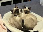 Adopt ANDREW AND CHARLES - DOUBLE THE FUN a Siamese
