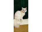 Adopt Sweetie White Female Persian 3 Years Old a Persian