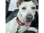 Adopt Fergie a Mixed Breed
