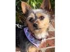 Adopt Delilah a Yorkshire Terrier, Mixed Breed