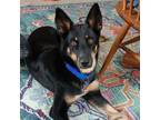 Adopt KITA (fka WYNONA) a Australian Cattle Dog / Blue Heeler, Shepherd