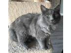 Adopt Jeordie a Russian Blue