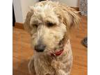 Adopt Snickers a Poodle