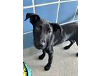 Adopt Chicken Biscuit a Retriever, Mixed Breed