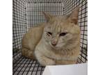 Adopt Andrew a Domestic Short Hair