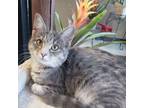 Adopt Windy a Dilute Calico