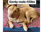 Adopt GORDY a American Staffordshire Terrier, Labrador Retriever