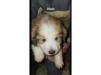 Adopt Puppies a Great Pyrenees