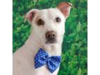 Adopt Lucas a American Staffordshire Terrier, Labrador Retriever