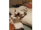 Adopt Stacia (must adopt with Audrey) a Calico