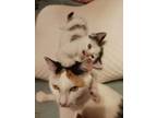 Adopt Audrey (must adopt with Stacia) a Calico
