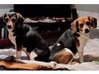 Adopt Sassy and Sissy a Beagle