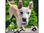 Adopt Jace a Pit Bull Terrier
