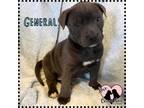 Adopt General a Pit Bull Terrier