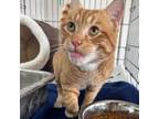 Adopt Willie -(Special Needs) a Tabby