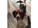 Adopt Percy a Beagle