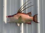 21" Hogfish (Hog Snapper) Two Sided Fish Mount Replica - 2 - Opportunity