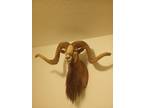 Ram taxidermy mounts for sale - Opportunity