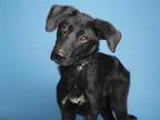 Adopt HAILEY a Black Border Collie / Mixed dog in Phoenix, AZ (36810795)