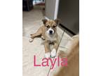 Adopt Layla R a White - with Brown or Chocolate Australian Cattle Dog / Mixed