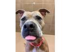 Adopt Kona a Pit Bull Terrier / Mixed dog in Lincoln, NE (37239527)