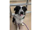 Adopt Millard a Border Collie / Mixed dog in Lincoln, NE (37239521)