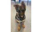 Adopt Sookie a German Shepherd Dog / Mixed dog in Lincoln, NE (37239520)