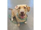Adopt Miss Tout a Labrador Retriever / Mixed dog in Lincoln, NE (37239517)
