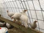 White Leghorn Pullets for Sale