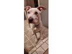 Adopt Spice a White American Pit Bull Terrier / Boxer / Mixed dog in Yukon