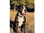 Adopt MOSES a Black - with White Pit Bull Terrier / Mixed dog in Sussex