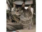 Adopt Manny a Maine Coon / Mixed cat in Santa Rosa, CA (37239405)