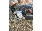 Easter egger rooster. Hatched 2/9/2020