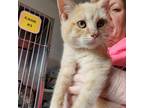 Adopt Twinkie a White (Mostly) Domestic Shorthair / Mixed cat in Rock Falls