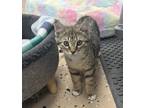 Adopt Noel a Brown Tabby Domestic Shorthair (short coat) cat in Virginia Beach