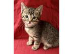 Adopt George Costanza a Brown Tabby Domestic Shorthair / Mixed (short coat) cat