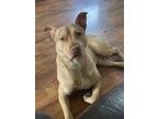 Adopt Thanos a Tan/Yellow/Fawn - with White American Pit Bull Terrier / Mixed