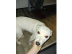 Adopt Frankie a Tan/Yellow/Fawn - with White Australian Cattle Dog / Mixed dog