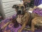 Adopt Buttercup a Brindle Boxer / Mixed dog in Raytown, MO (37230068)