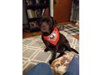 Adopt Bubba a Brown/Chocolate Labrador Retriever / Mixed dog in Fayetteville