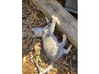 Adopt Girly a Gray or Blue Domestic Shorthair / Mixed (short coat) cat in Petal